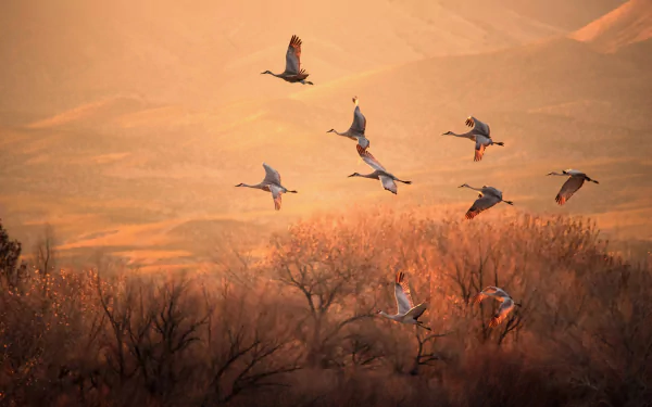 HD desktop wallpaper featuring a flock of Sandhill Cranes flying over a softly lit autumn landscape with warm orange and brown tones.