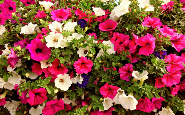  Petunias
