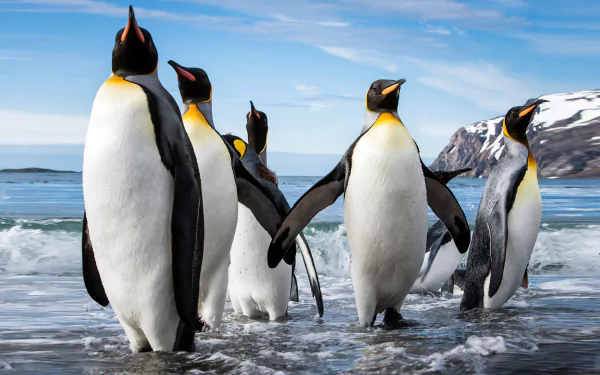  Emperor Penguins