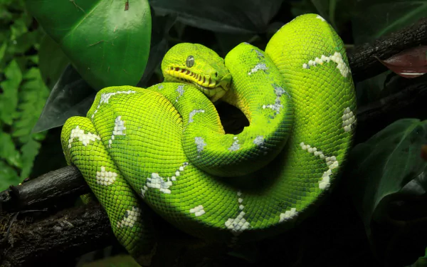 A vibrant green tree python coiled on a branch, set against a lush, leafy background. This HD desktop wallpaper captures the striking beauty of the snake in intricate detail.