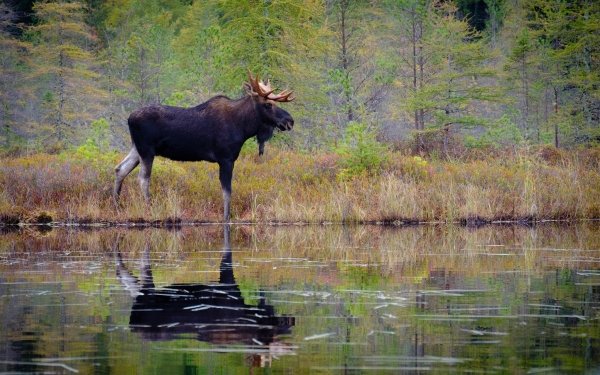 Animal Moose Reflection HD Wallpaper | Background Image