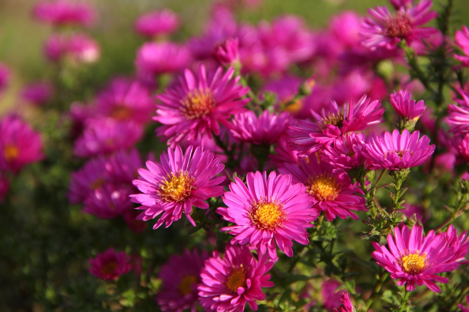 Download Pink Flower Nature Flower 4k Ultra HD Wallpaper