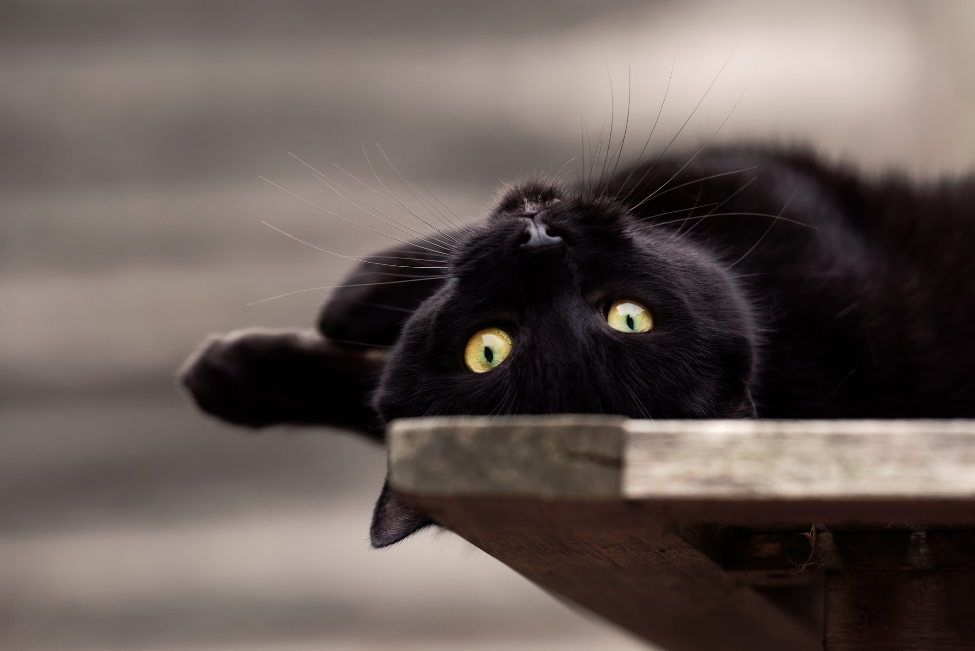 HD desktop wallpaper featuring an intense stare from a black cat lying upside down on a wooden surface.