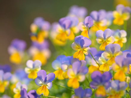 A close-up HD desktop wallpaper of delicate pansy flowers in soft purple, yellow, and white hues, showcasing nature's vibrant beauty.