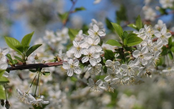 Nature Blossom Flowers Flower Spring White Flower Close-Up HD Wallpaper | Background Image