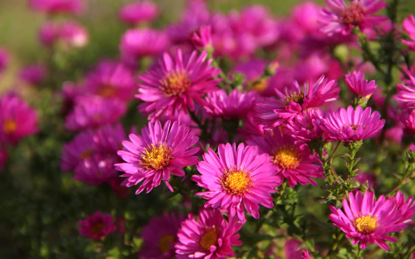 pink flower nature flower HD Desktop Wallpaper | Background Image