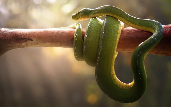  Green Tree Python