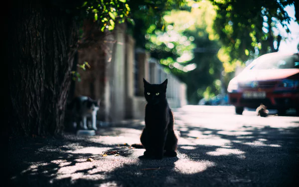 A black cat sits on a sunlit street with blurred background, captured in sharp depth of field in 4K Ultra HD quality.