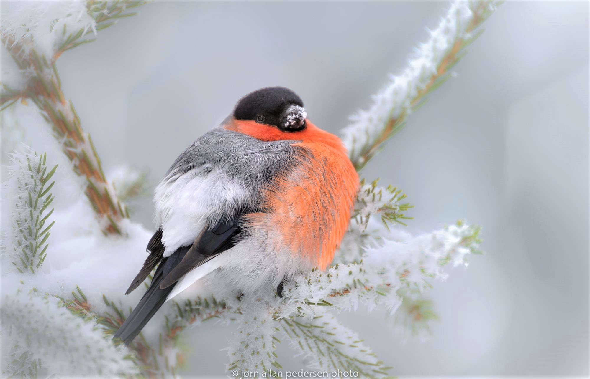 Bullfinch on Snowy Winter Branch by Jørn Allan Pedersen
