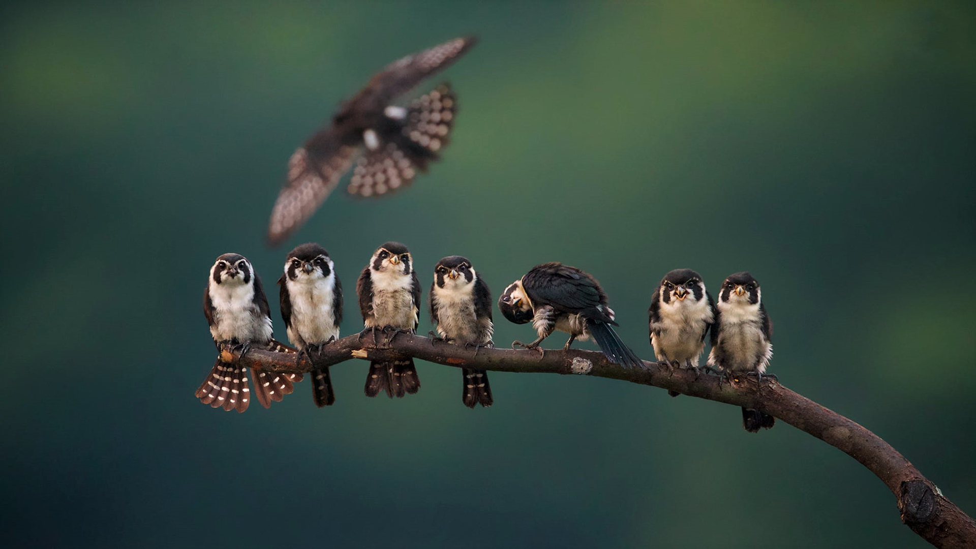Birds on a Branch by Kant Liang