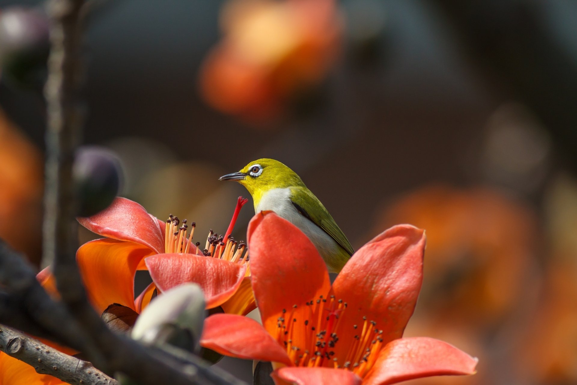 HD PC desktop wallpaper background: close-up of a white-eye bird (animal) perched on vivid orange flowers with a pronounced depth-of-field blur.