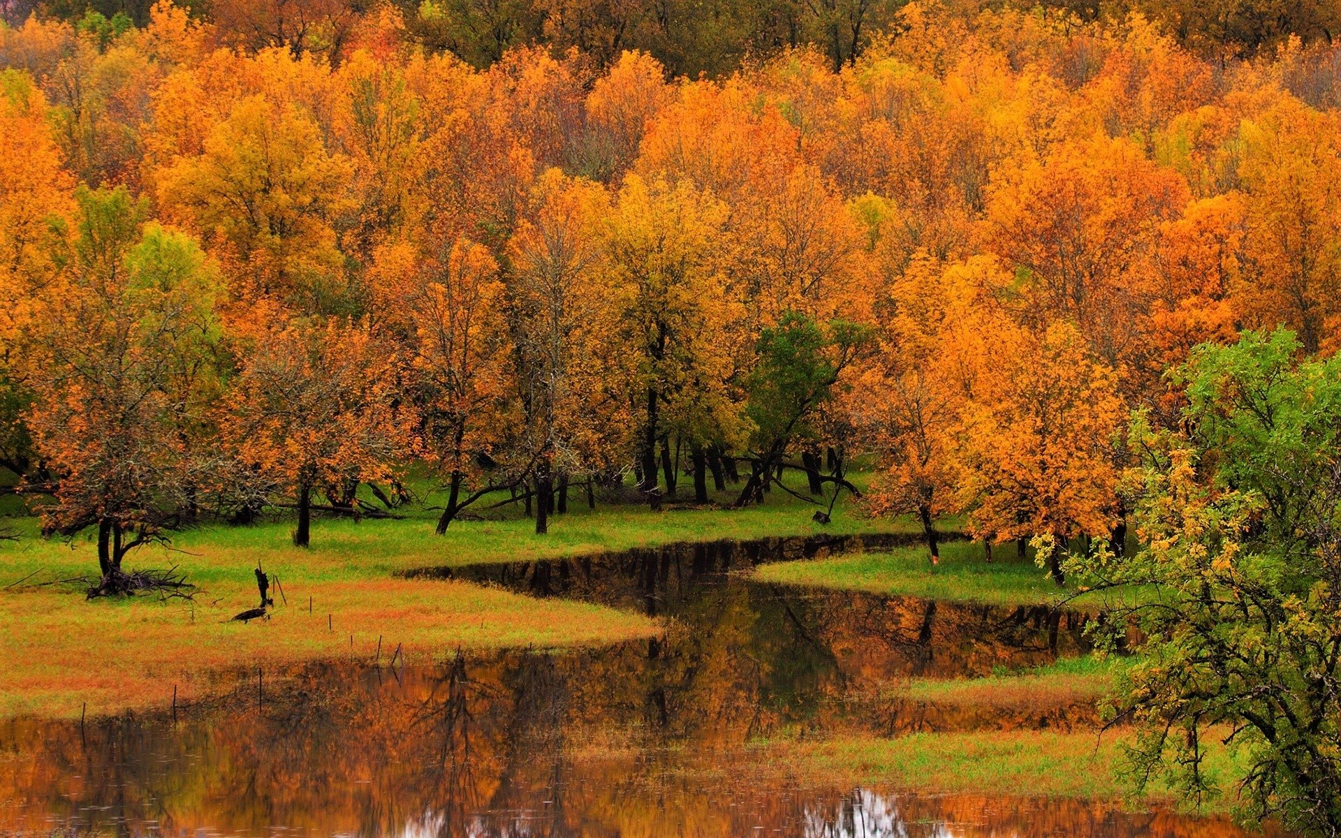 An HD desktop wallpaper of a forest in fall, featuring vibrant orange and yellow trees reflecting in calm water, creating a mesmerizing nature scene.