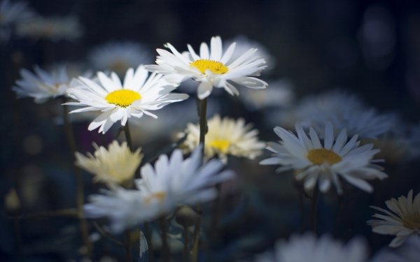 Nature Daisy Flowers Flower White Flower HD Wallpaper | Background Image