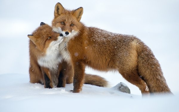 Animal Fox Snow Winter HD Wallpaper | Background Image
