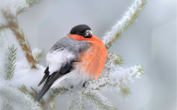 Animal Bullfinch Birds Passerines Bird Winter Snow Branch HD Wallpaper | Background Image