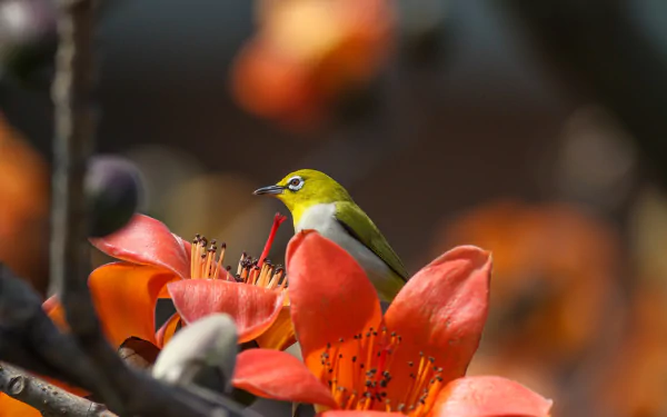 HD PC desktop wallpaper background: close-up of a white-eye bird (animal) perched on vivid orange flowers with a pronounced depth-of-field blur.