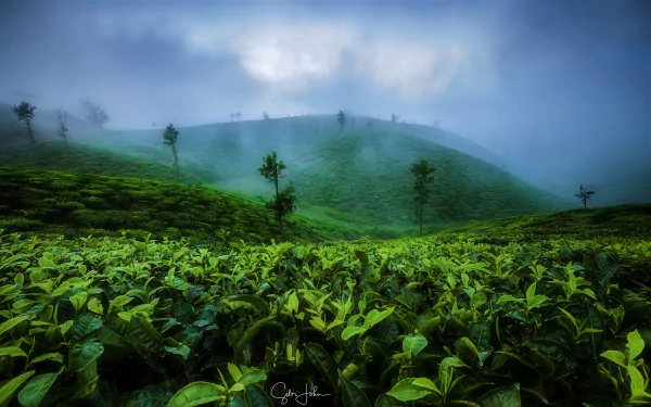 Lush man-made tea plantation leaves in foreground leading to fog-shrouded hills dotted with trees, rendered as a vibrant 2K Quad HD PC desktop wallpaper.