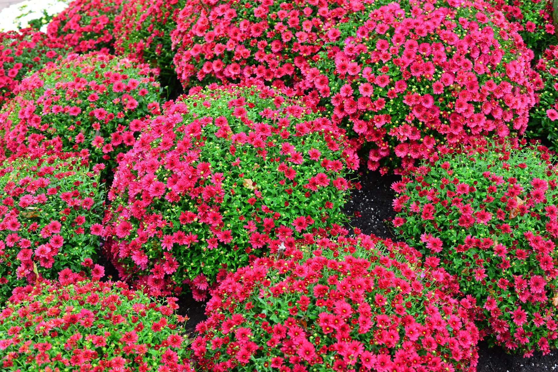 Dense mounds of bright pink chrysanthemum flowers amid green foliage — 4K Ultra HD PC desktop wallpaper and background.
