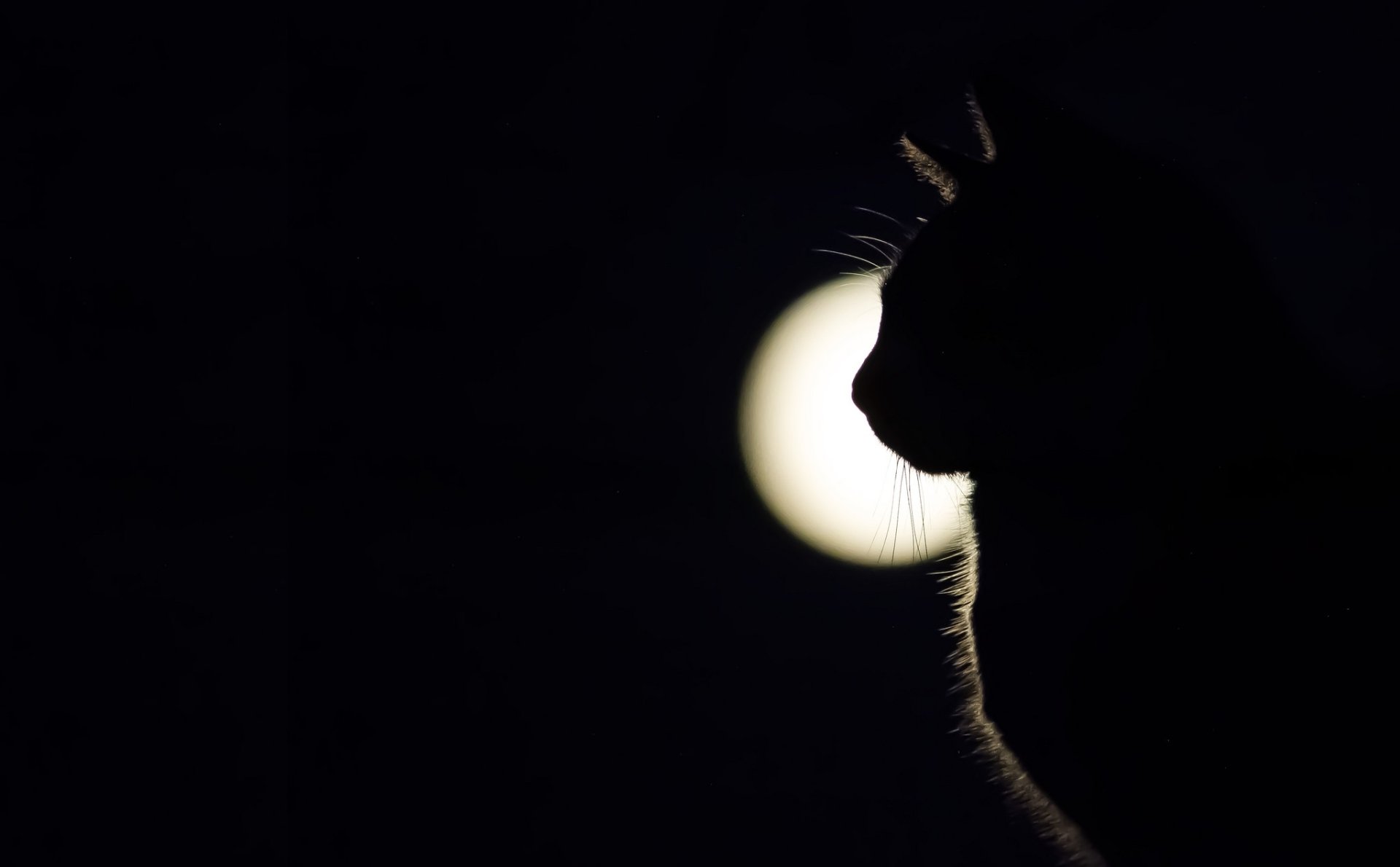 Silhouette of a cat against a bright moon on a dark background, creating a striking HD PC desktop wallpaper with a minimalist animal theme.