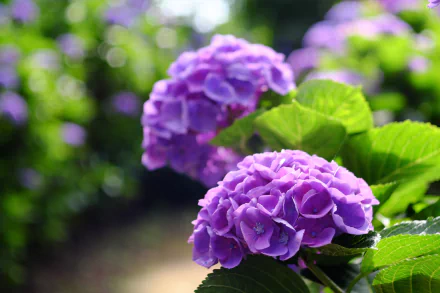 Close-up HD wallpaper of vibrant purple hydrangea flowers with a soft depth of field effect highlighting the lush green leaves and natural background.