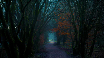 HD desktop wallpaper of a man-made forest path tunnel in fall. Tall, leafless trees with sparse orange foliage arch over the path, creating a serene and mystical ambiance.