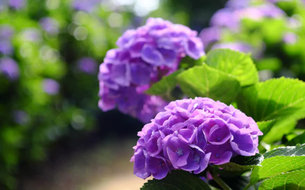 depth of field purple flower nature flower hydrangea HD Desktop Wallpaper | Background Image