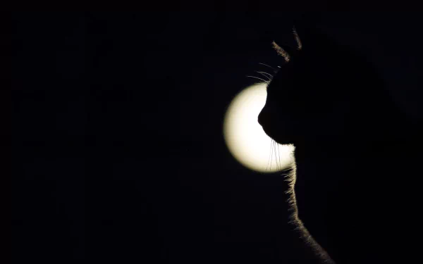 Silhouette of a cat against a bright moon on a dark background, creating a striking HD PC desktop wallpaper with a minimalist animal theme.