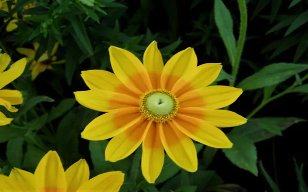  Yellow Rudbeckia