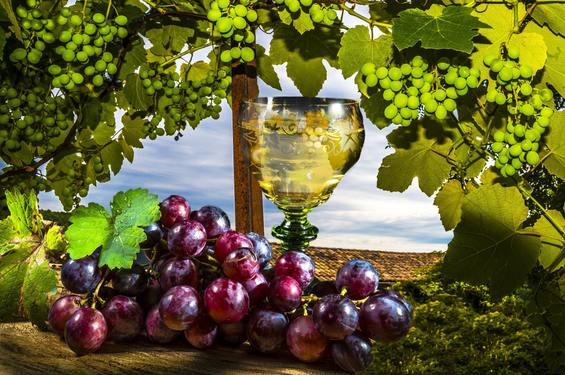 HD desktop wallpaper featuring vibrant green and purple grapes on the vine, with a glass of white wine framed by lush green leaves and a scenic outdoor backdrop.