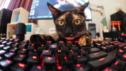 A funny cat with wide eyes stares intently at a glowing keyboard in a detailed 4K Ultra HD PC desktop wallpaper background.