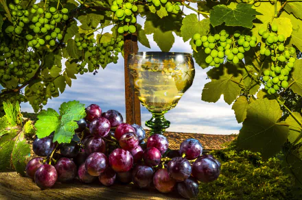 vine glass fruit food grapes HD Desktop Wallpaper | Background Image