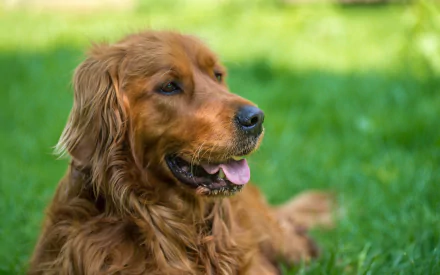 A close-up HD desktop wallpaper of an Irish Setter dog with a detailed muzzle, captured using depth of field against a blurred green background.