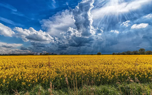 A vibrant rapeseed field bursting with yellow flowers under a dramatic sky, where sunbeams break through clouds on a bright summer day.
