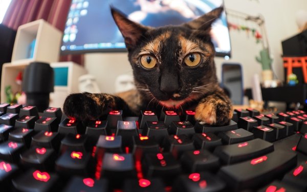 Animal Cat Cats Keyboard Funny Stare HD Wallpaper | Background Image