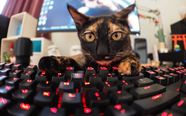 stare funny keyboard Animal cat HD Desktop Wallpaper | Background Image