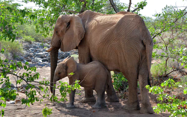 HD desktop wallpaper of a baby African bush elephant standing close to its mother in a natural, leafy habitat.