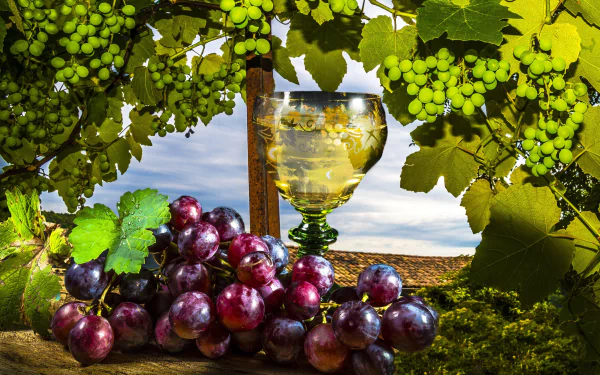 vine glass fruit food grapes HD Desktop Wallpaper | Background Image