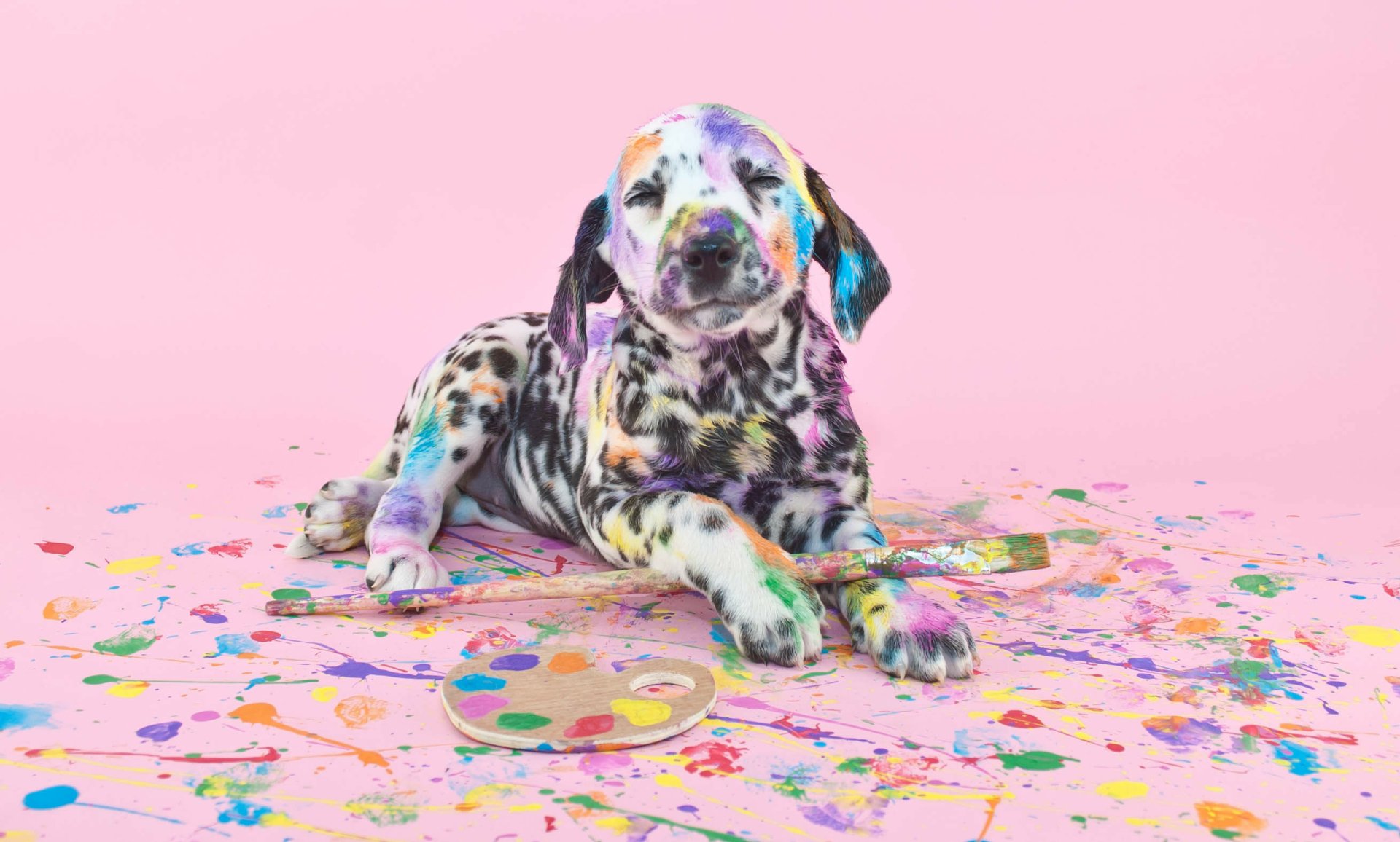 Download Paint Baby Animal Puppy Dog Animal Dalmatian  HD Wallpaper