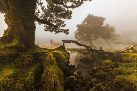 A foggy landscape in Portugal, showcasing trees covered in moss, a gentle stream, and a hazy atmosphere. This HD wallpaper captures the serene beauty of nature.