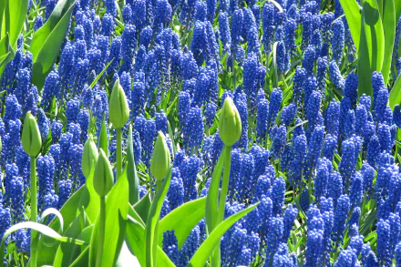 HD desktop wallpaper featuring a vibrant cluster of blue hyacinth flowers surrounded by fresh green leaves in a natural setting.