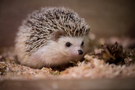 HD PC desktop wallpaper featuring a close-up of a baby hedgehog, showcasing its soft spines and curious expression in natural surroundings.