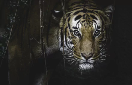 stare Animal tiger HD Desktop Wallpaper | Background Image