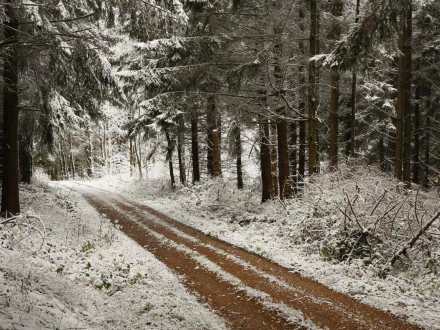 A dirt road winds through a snow-covered pine forest in winter. This serene and scenic path is captured in a high-definition desktop wallpaper and background.