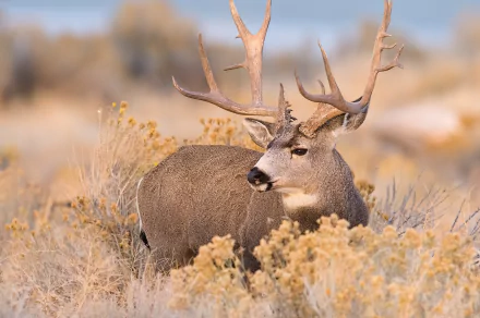 depth of field Animal deer HD Desktop Wallpaper | Background Image
