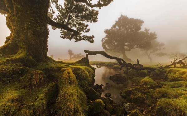 Earth Landscape Portugal Nature Stream Fog Tree Moss Haze HD Wallpaper | Background Image