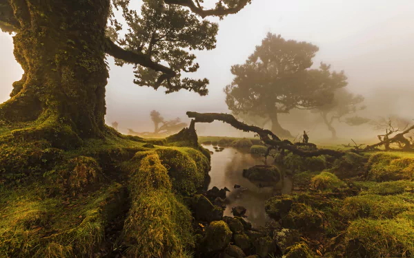 A foggy landscape in Portugal, showcasing trees covered in moss, a gentle stream, and a hazy atmosphere. This HD wallpaper captures the serene beauty of nature.