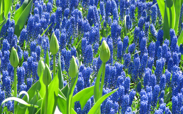 blue flower flower nature hyacinth HD Desktop Wallpaper | Background Image