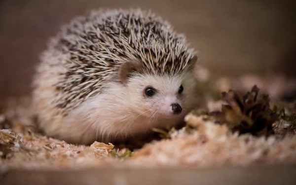baby animal Animal hedgehog HD Desktop Wallpaper | Background Image