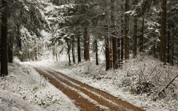 A dirt road winds through a snow-covered pine forest in winter. This serene and scenic path is captured in a high-definition desktop wallpaper and background.
