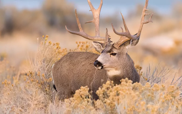 depth of field Animal deer HD Desktop Wallpaper | Background Image